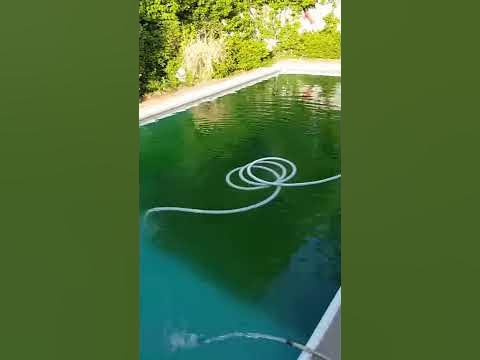 vacuuming pool algae