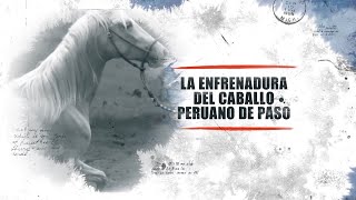 DPASO EL LEGENDARIO CABALLO PERUANO - “La Enfrenadura del Caballo Peruano de Paso”