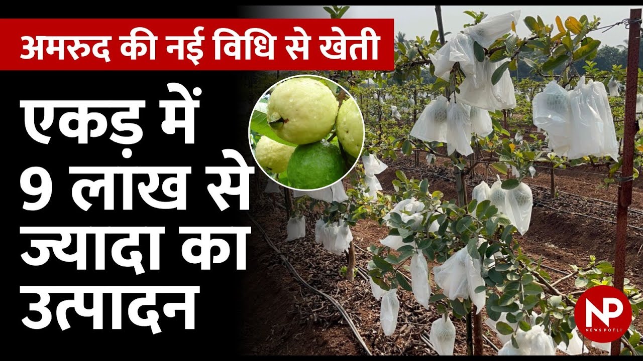 अमरुद की खेती की नई विधि | Guava Farming Single layer trellis Method | Peru Farming | News Potli