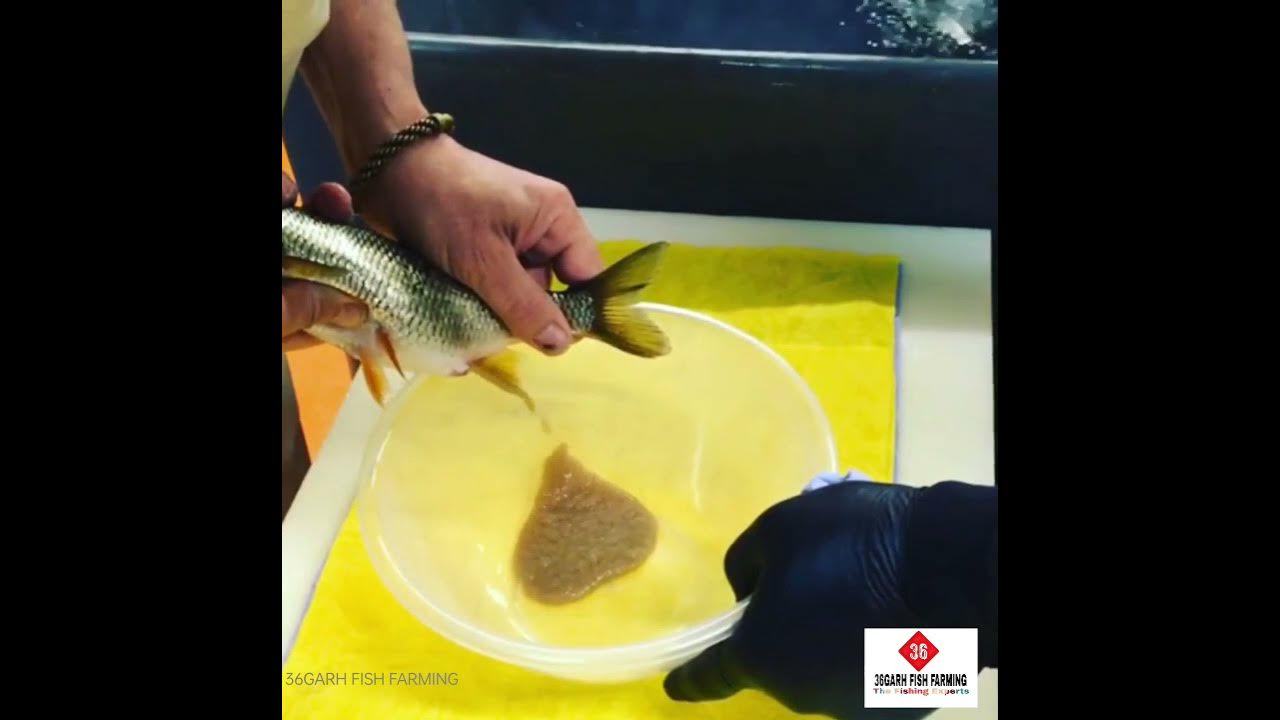 Fish Egg Hatching System. How To Work Fish Egg Hatching In Jar 