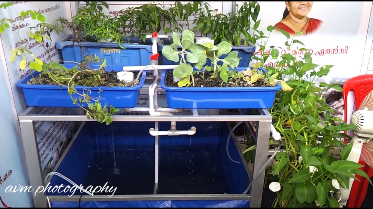 Aquaponics Aquaculture Fish Farming Integrated farming Mixed