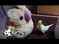 お爺ちゃんオカメと大きなオカメぬいぐるみ