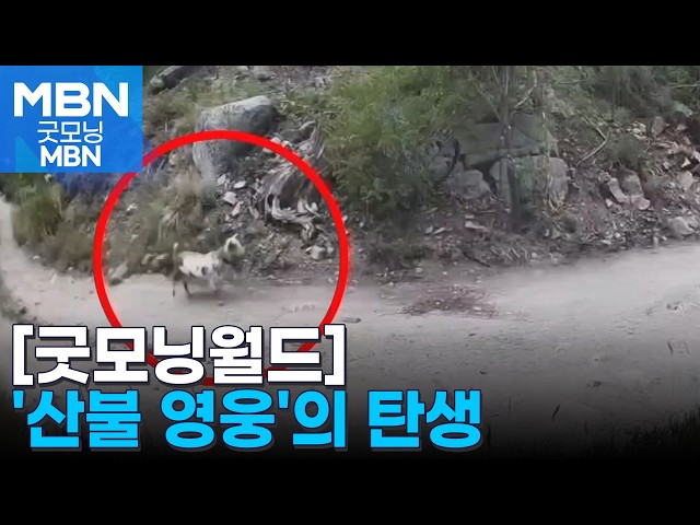 [굿모닝월드] '산불 영웅'의 탄생 [굿모닝 MBN]