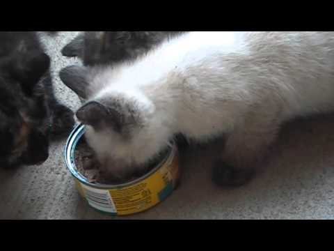 Kitten Doesn T Want To Eat Kitten Food Kitten Doesn T Want To Eat Kitten Food