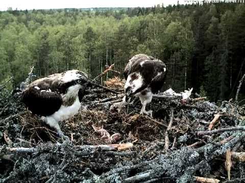eesti energia Male Osprey brings a clump of grass to the nest