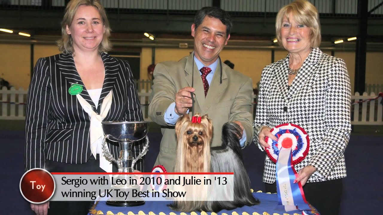 Highlights of UK Toy Dog Show & British breed features puppy paradise