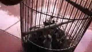 CM trang sam 1MVI_0363.flv