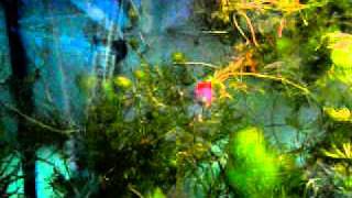 Fransa Dan Gelen Lepistesler