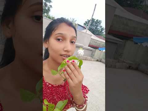 বাগানের প্রথম বেলা ফুল #trending #viral #garden #gardening #flowers #plants
