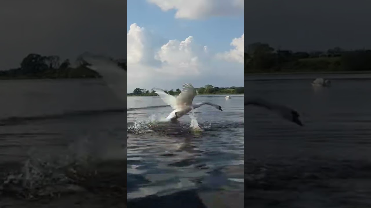 MUTE SWAN FLYING ATTACK🦢KINNEGO MARINA IRELAND🇮🇪Subscribe🙏🏻LIKE🙏🏻