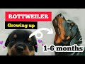 ROTTWEILER GROWING UP : 1 month to 6 months