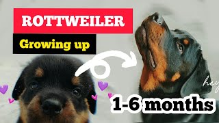 ROTTWEILER GROWING UP : 1 month to 6 months