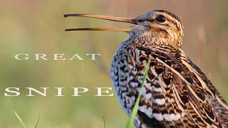 Bird sounds. Great snipe singing and displaying in the nightfall