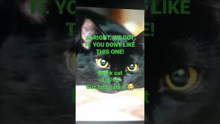 This is what You Favorite CAT BREED says About YOU🙎‍♂️🙎‍♀️#shorts#cats#funny#subscribeForMore