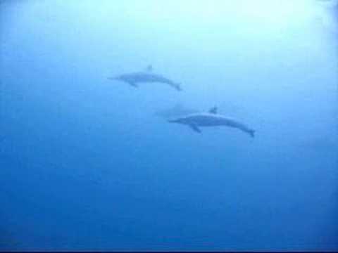 spinnerie menu DOLPHINS --MAUI, HAWAII by Turtle Trax