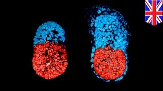 Human embryo development: Artificial human life could soon be grown in lab - TomoNews