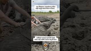 हत्ती#marathisong #ajitpawar #rohitpawar #sharadpawar #viralvideo #trending #shorts #marathi
