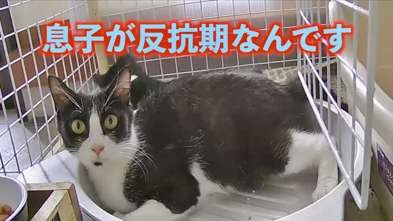 子猫の反抗期で母猫チョビがこの表情 - YouTube