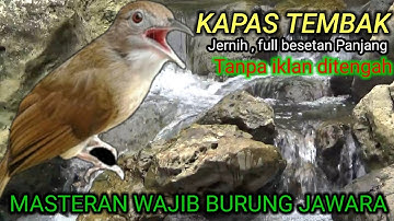 1 JAM MASTERAN KAPAS TEMBAK | GURU VOKAL SANG JAWARA