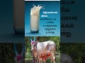 காங்கேயம் காளை தகவல்|Kangayam cattle info|Tamil Voice Texter|#tamilnadu|#jallikattu|#kangayamkalai