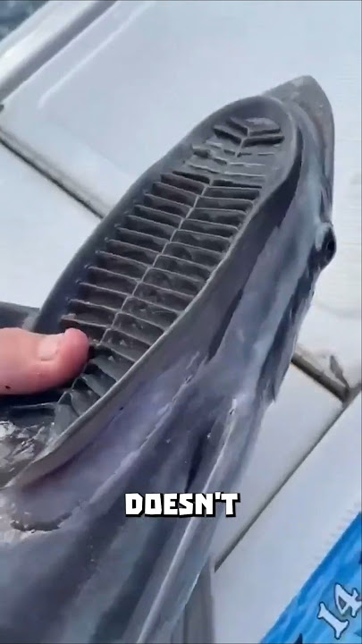 Remora Fish Are the Ocean's Sneakiest Hitchhikers!