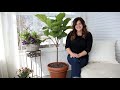 Fiddle Leaf Fig Tree Care