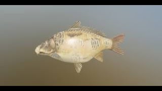 : Russian Fishing 4 - Amber Lake - Trophy Hot Spot - Mirror Ghost