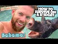 Travel Bahamas cheap – 9 free things to do in Nassau & swim with pigs | Budget guide 1 week