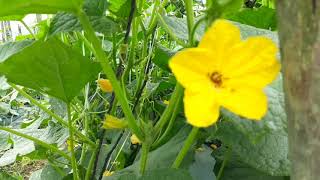 Atsal Farm Algem Durban