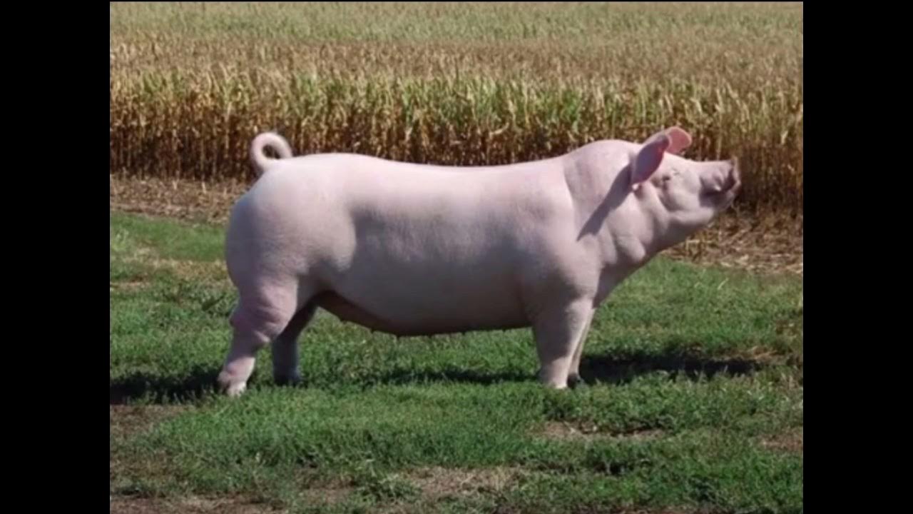 Chester White Pig Facts, History & Characteristics YouTube