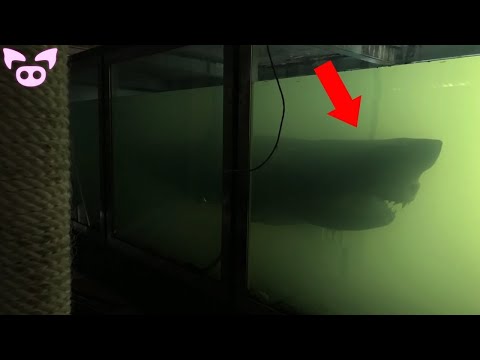 The Creepiest Discoveries Made by YouTubers