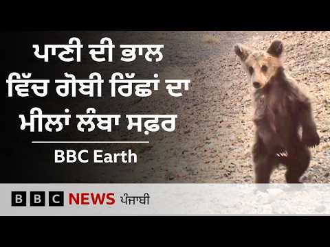 BBC Earth: ਦੁਨੀਆ ਦੇ ਸਭ ਤੋਂ ਅਨੋਖੇ ਭਾਲੂਆਂ ਦੀ ਜ਼ਿੰਦਗੀ ਦੀ ਜੰਗ| 𝐁𝐁𝐂 𝐏𝐔𝐍𝐉𝐀𝐁𝐈