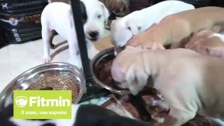 Использование рационов Fitmin в питомнике питбулей Royal Brilliants Kennell. Щенки подросли. Использование рационов Fitmin в питомнике питбулей Royal Brilliants Kennell. Щенки подросли.