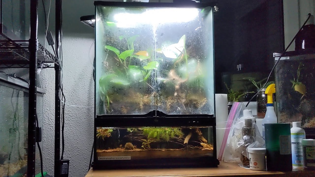 clown-tree-frog-terrarium-youtube