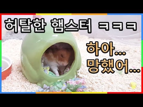 햄스터가 삐진 이유ㅋㅋㅋㅋ &amp;amp; 이불 속에 들어간 햄스터 | 심심타임 | <strong>심심이</strong> 타임이 Sad Hamster Response