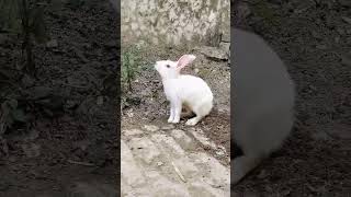 Thumak Chalat Ramchandra Lata Mangeshkarrabbit khargosh vlog  Monu4204