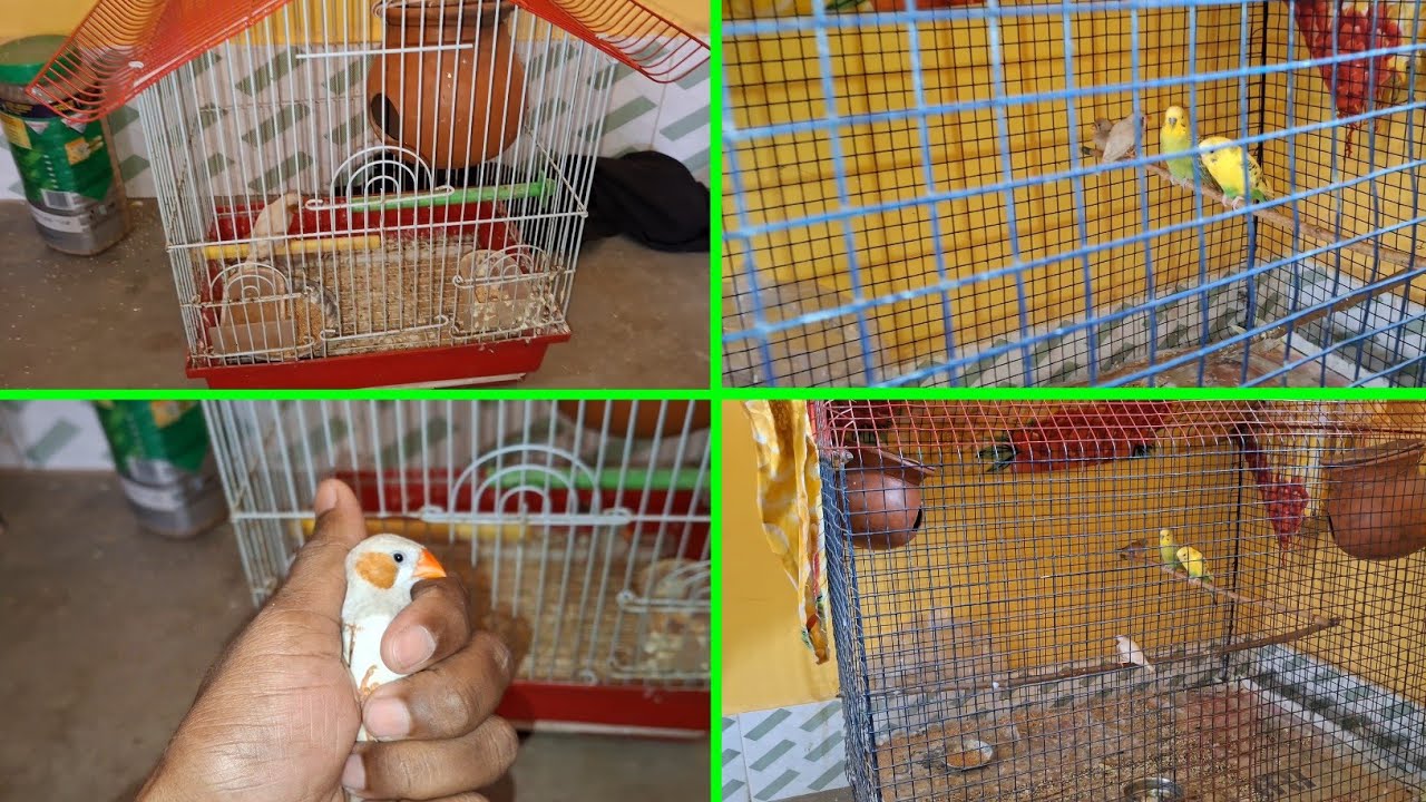 Finally Budige ke Sath Big Cage main Jevra Fenches ko rakh diye | Pets Vlog | Daily Routine