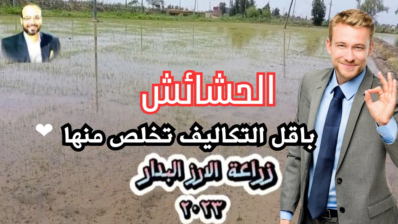 مكافحة الحشائش فى الارز البدار على الطبيعة باقل التكاليف