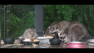 Dinner time even if it is wet out.