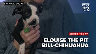 ADOPT TODAY Meet Elouise the pit bull-Chihuahua