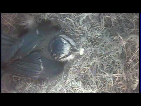 Woodpecker visits again, brave mother  12 May 2014 1:58pm