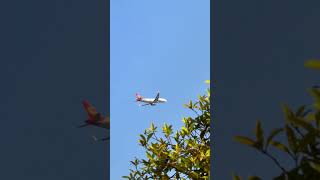 Watch planes take off and land 這是中了拍飛機的毒了哈哈