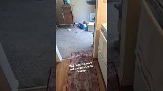 Having four cats, lot of work.  I'm just looking for solutions. #catperson #mycat #god #cat #jesus