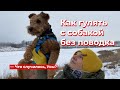 Что случилось, Усы? Как гулять с собакой без поводка