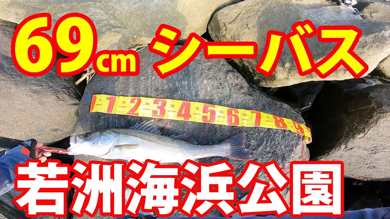 シーバスデイゲーム 若洲海浜公園人口磯での釣り 69cmゲット 釣り松tv