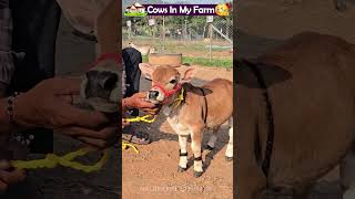 A Little Cow Love to Make Your Day Better 🤗 #youtube #viral #animals #farming #yt #little #love A Little Cow Love to Make Your Day Better 🤗 #youtube #viral #animals #farming #yt #little #love