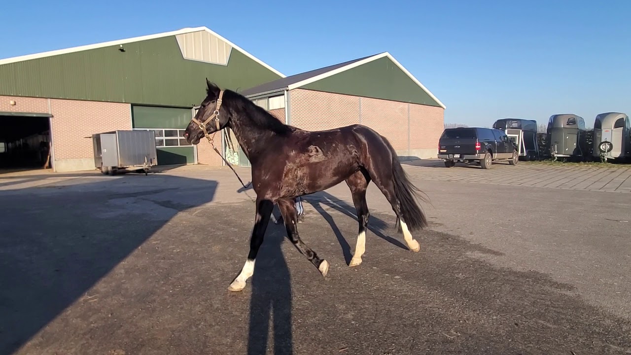 Juweeltje aka Pandora