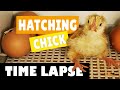 Hatching eggs  chicks  chickens  time lapse