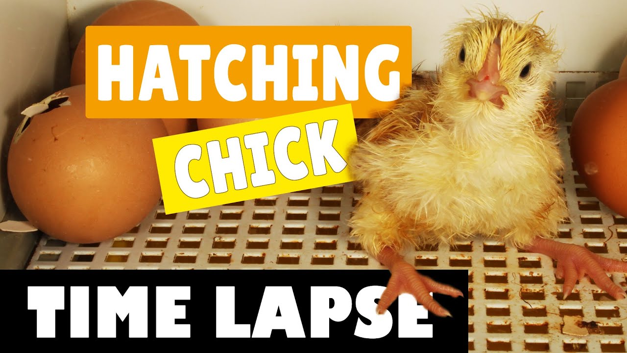 Hatching Eggs   Chicks  Chickens   Time lapse Video