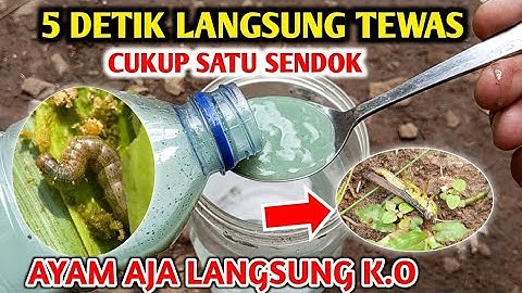 CUKUP 5 Detik HAMA K.O Ternyata ini rahasianya membuat pestisida mengatasi Hama pada tanaman padi